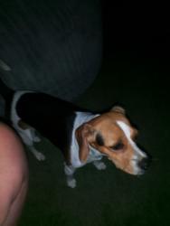 Found/Stray Female Dog last seen Ash n lincoln, Escondido, CA 92027