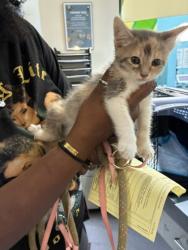 Shelter Stray Female Cat last seen Herhosa and Dulwich Street, Oakland, CA, 1101 29th Ave, Oakland, CA 94601, USA