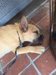 Found/Stray Female Dog last seen Santee high school, Los Angeles, CA 90015