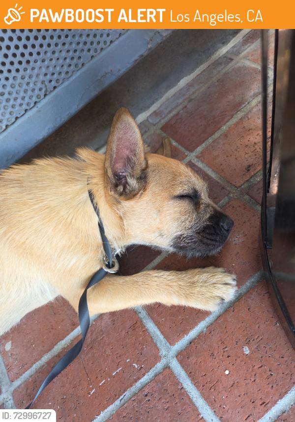 Found/Stray Female Dog last seen Santee high school, Los Angeles, CA 90015