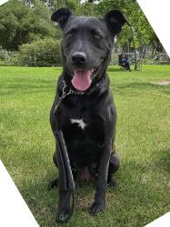 Reunited Female Dog last seen Buena vista & Richfield , Yorba Linda, CA 92886