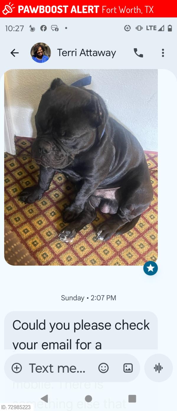 Lost Male Dog last seen Lancaster and Riverside drive fort worth Texas , Fort Worth, TX 76103