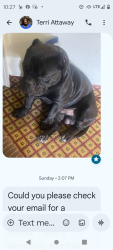 Lost Male Dog last seen Lancaster and Riverside drive fort worth Texas , Fort Worth, TX 76103