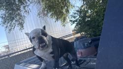 Found/Stray Female Dog last seen César Chávez and 2nd street, Albuquerque, NM 87102