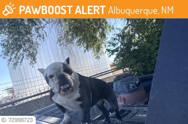 Found/Stray Female Dog last seen César Chávez and 2nd street, Albuquerque, NM 87102