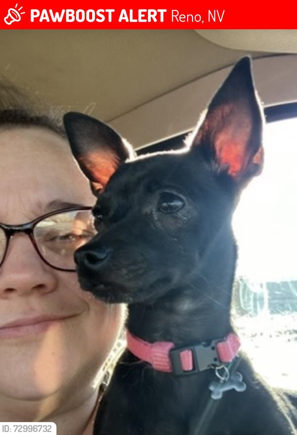 Lost Female Dog last seen Montgomery way, Reno, NV 89506