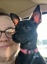 Lost Female Dog last seen Montgomery way, Reno, NV 89506