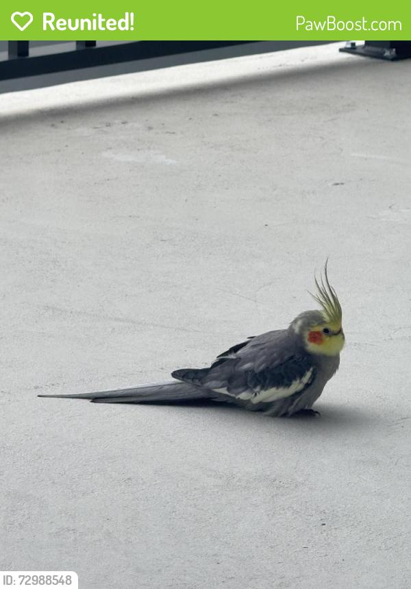 Reunited Unknown Bird last seen Sunrise Blvd, Plantation, FL 33313