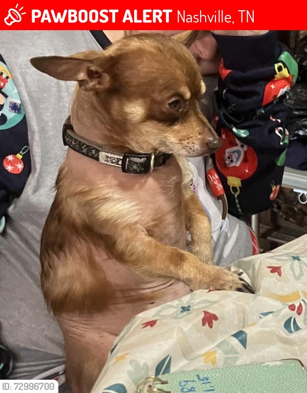 Lost Male Dog last seen 423Wilclay Dr, Nashville, TN 37209