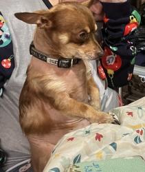 Lost Male Dog last seen 423Wilclay Dr, Nashville, TN 37209
