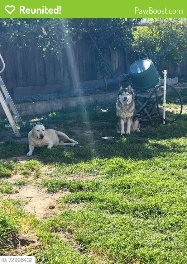 Reunited Male Dog last seen Tampa way and Havana, San Jose, CA 95122