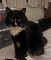 Reunited Male Cat last seen Main and Edgewood , Santa Ana, CA 92706
