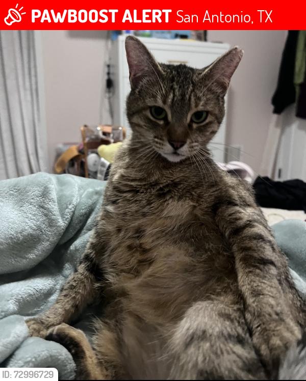 Lost Female Cat last seen Last seen down desert view dr in the sun gate Area , San Antonio, TX 78217
