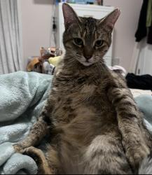 Lost Female Cat last seen Last seen down desert view dr in the sun gate Area , San Antonio, TX 78217