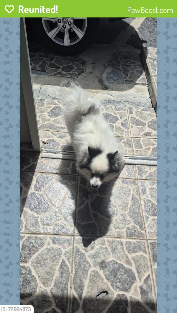 Reunited Unknown Dog last seen Near SW 260th St, Homestead, FL 33032, USA, Homestead, FL 33032