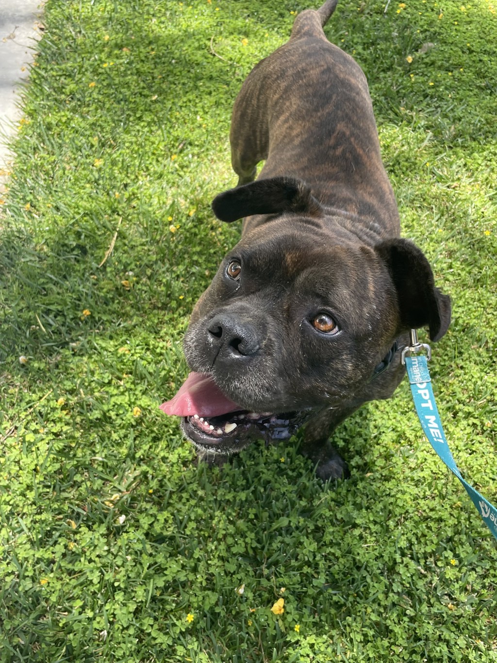 Shelter Stray Male Dog last seen Near Shari Way, El Cajon, CA, 92019, Escondido, CA 92027, USA
