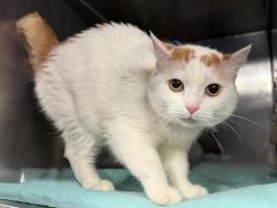 Shelter Stray Female Cat last seen Near Clemont Avenue, BROOKLYN, NY, 11238, 326 E 110th St, New York, NY 10029, USA