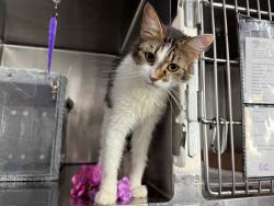 Shelter Stray Female Cat last seen Near E 110th Street, NEW YORK, NY, 10029, 326 E 110th St, New York, NY 10029, USA