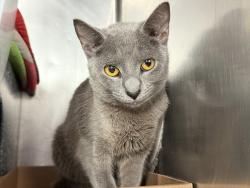 Shelter Stray Female Cat last seen Apt 5D,445 W 125th Street, NEW YORK, NY, 10027, 326 E 110th St, New York, NY 10029, USA