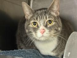 Shelter Stray Female Cat last seen Near Washington Avenue, NEW YORK, NY, 10014, 326 E 110th St, New York, NY 10029, USA