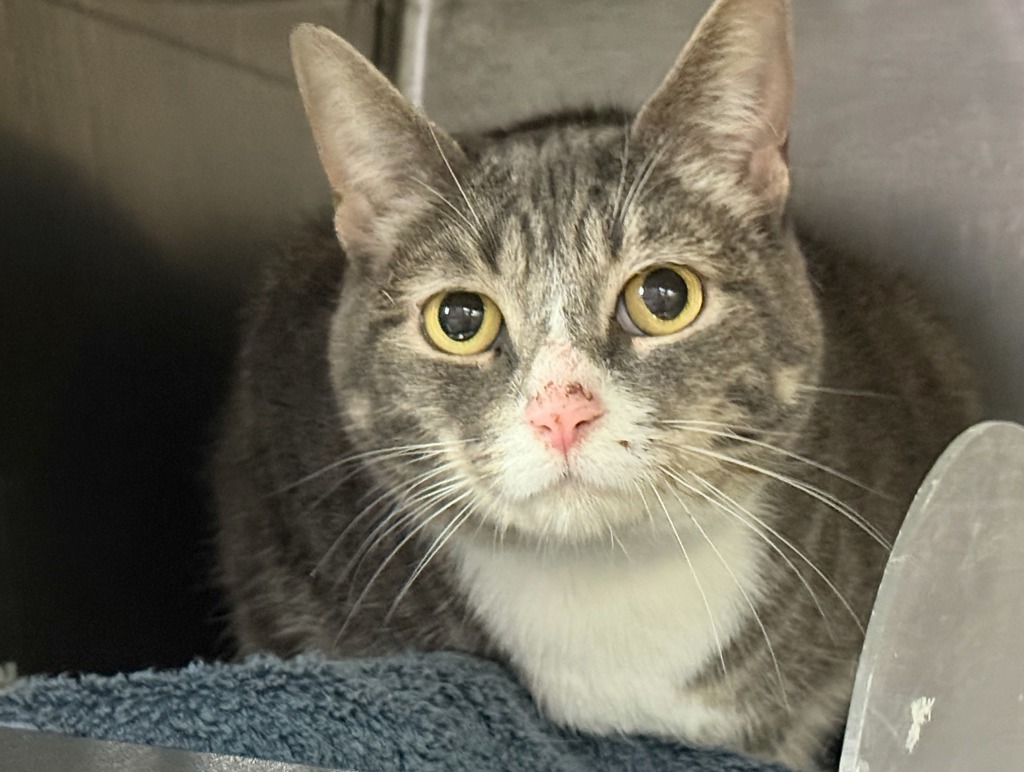 Shelter Stray Female Cat last seen Near Washington Avenue, NEW YORK, NY, 10014, 326 E 110th St, New York, NY 10029, USA