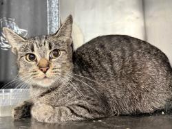 Shelter Stray Female Cat last seen ACC of NYC, NEW YORK, NY, 10029, 326 E 110th St, New York, NY 10029, USA