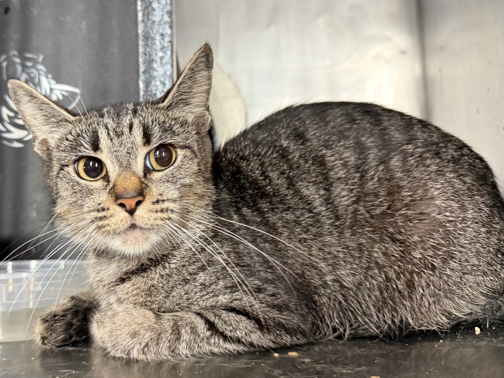 Shelter Stray Female Cat last seen ACC of NYC, NEW YORK, NY, 10029, 326 E 110th St, New York, NY 10029, USA