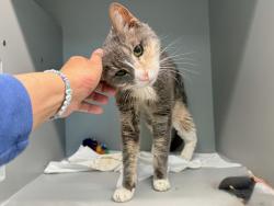 Shelter Stray Female Cat last seen Near E 108 Street, NEW YORK, NY, 10029, 326 E 110th St, New York, NY 10029, USA