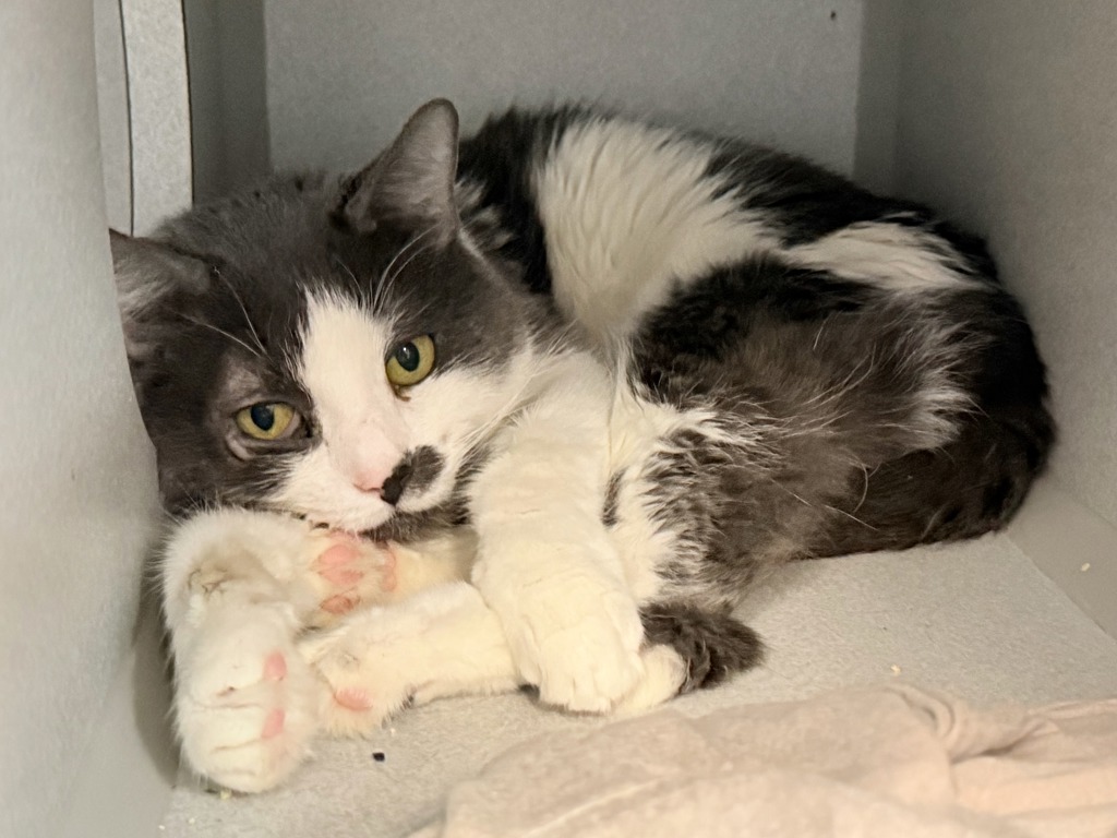 Shelter Stray Male Cat last seen Apt 3D,717 E 108 Street, BROOKLYN, NY, 11236, 326 E 110th St, New York, NY 10029, USA