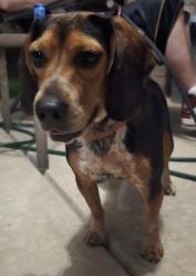 Found/Stray Female Dog last seen Exit near highway going into Winchester, Winchester, TN 37398