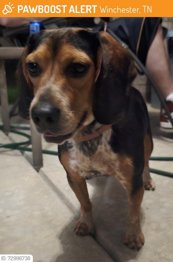Found/Stray Female Dog last seen Exit near highway going into Winchester, Winchester, TN 37398