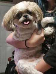 Reunited Male Dog last seen Nevso dr and cimmeron, Las Vegas, NV 89147