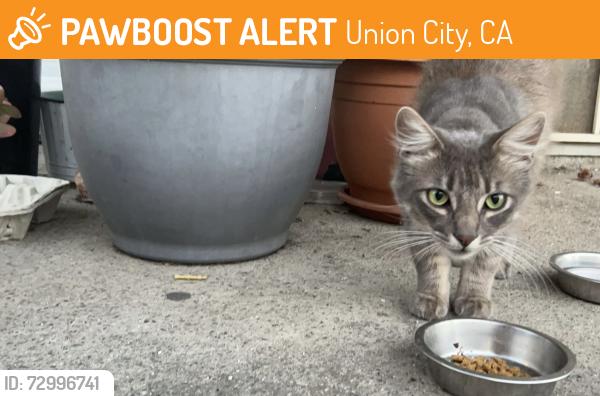 Found/Stray Male Cat last seen Logan High School, Union City, CA 94587