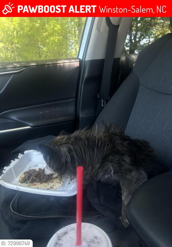 Lost Female Dog last seen beck church, Winston-Salem, NC 27106