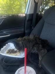 Lost Female Dog last seen beck church, Winston-Salem, NC 27106