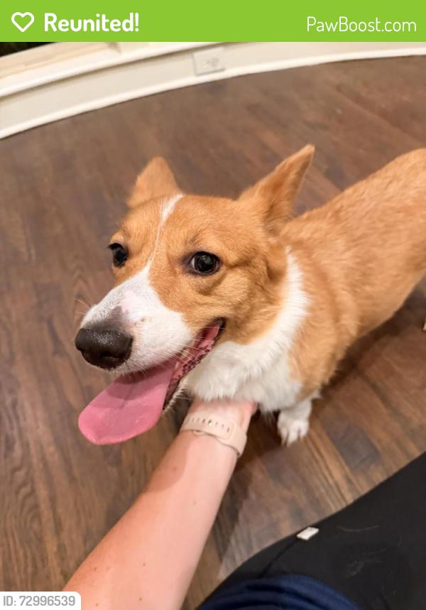 Reunited Female Dog last seen Eastman dr Plano tx , Plano, TX 75093