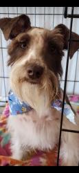 Reunited Female Dog last seen Beech Trail Dr, San Antonio, TX, USA, San Antonio, TX 78244