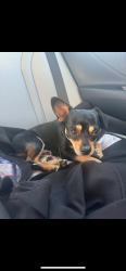 Reunited Male Dog last seen Lincoln and Romona , Valle Vista, CA 92544