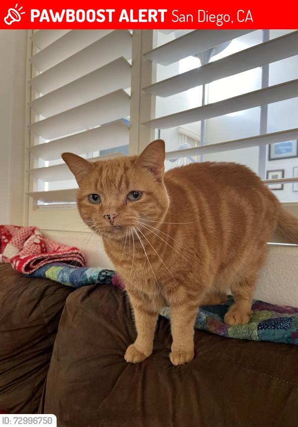 Lost Male Cat last seen Dapple Way near Dapple Court, San Diego, CA 92128