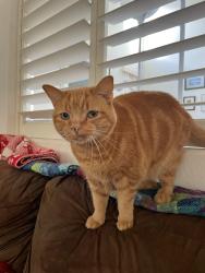 Lost Male Cat last seen Dapple Way near Dapple Court, San Diego, CA 92128