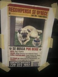 Lost Male Dog last seen Zuni St and w 104 ave, Denver, CO 80221