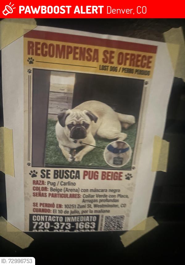 Lost Male Dog last seen Zuni St and w 104 ave, Denver, CO 80221