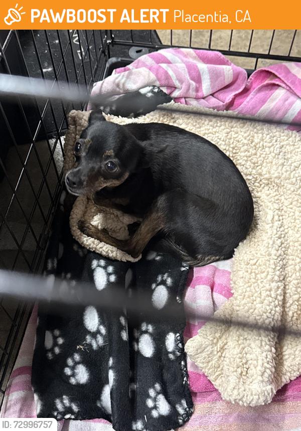 Found/Stray Female Dog last seen Tri city park , Placentia, CA 92831