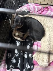 Found/Stray Female Dog last seen Tri city park , Placentia, CA 92831