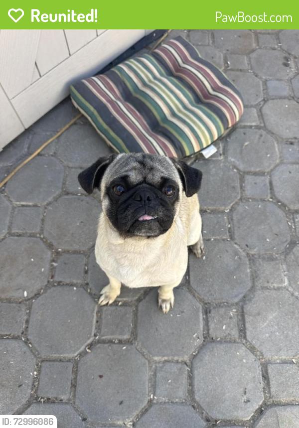 Reunited Male Dog last seen 140th St and Eucalyptus Ave, Hawthorne, CA 90250