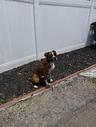 Reunited Female Dog last seen Starbucks plaza blvd, National City, CA 91950