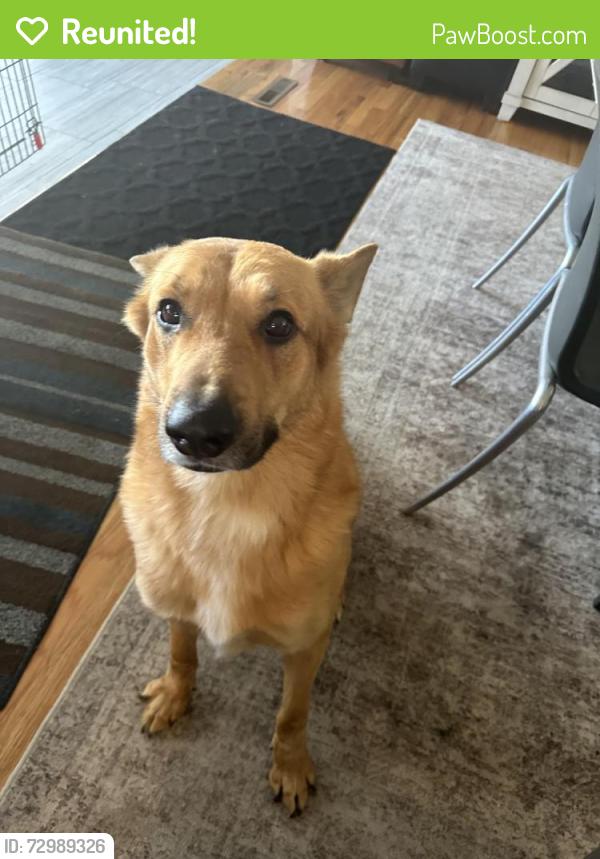 Reunited Male Dog last seen Alameda and potamac , Aurora, CO 80010