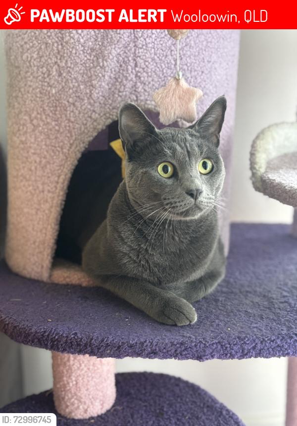 Lost Female Cat last seen Adamson street home, Wooloowin, QLD 4030