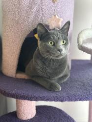 Lost Female Cat last seen Adamson street home, Wooloowin, QLD 4030