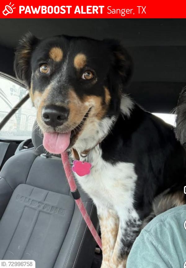 Lost Female Dog last seen Trietsch and Milam, Sanger, TX 76266